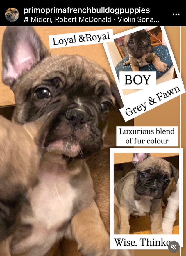Toronto born Healthy French Bulldog Puppies in Dogs & Puppies for Rehoming in City of Toronto - Image 3