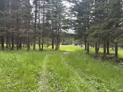 Older mobile home that can be renovated or replaced on 55 acres of park like hunting property. 5 pon...