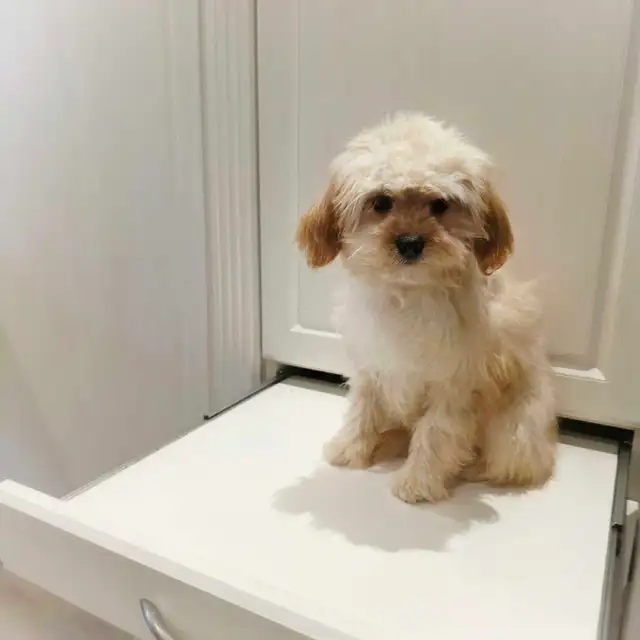 Cavalier King Charles x Puppies in Dogs & Puppies for Rehoming in Markham / York Region - Image 3