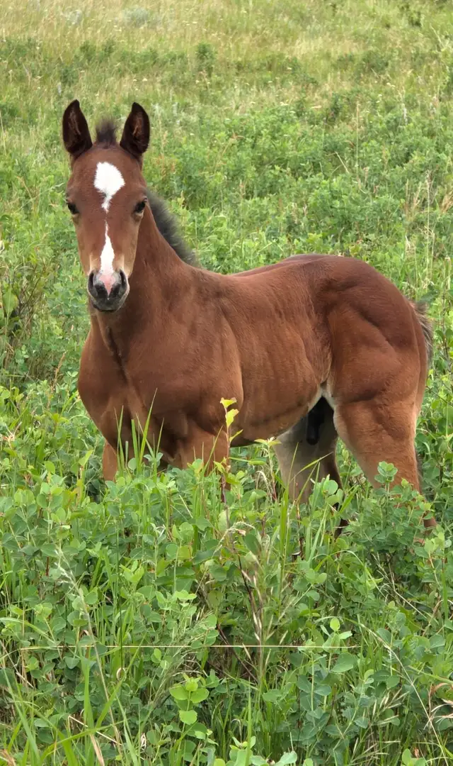 SSR SPECIAL PERKS 2025 Bay Colt in Horses & Ponies for Rehoming in Swift Current - Image 2