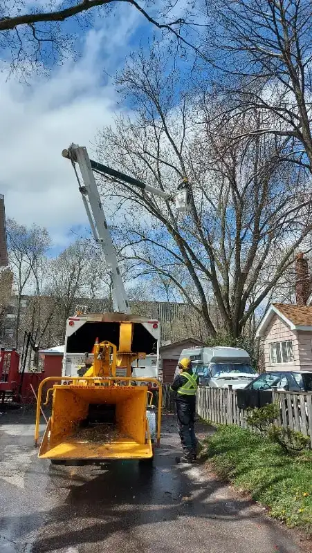 ISA ARBORIST [TREE SERVICE / TREE PERMIT / SPRING LEAN UP] in Lawn, Tree Maintenance & Eavestrough in City of Toronto - Image 10