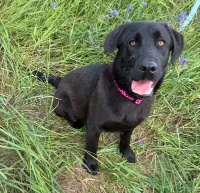 Lab cross puppy for adoption - Sally, View more