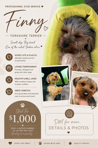 Pure Breed Yorkshire Terrier Stud Available, View more