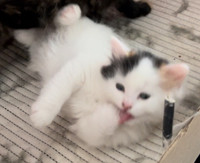 Gorgeous new born  female kitten for adoption 
