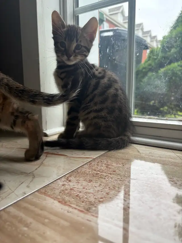 Mixed Bengal kittens in Cats & Kittens for Rehoming in City of Montréal - Image 6