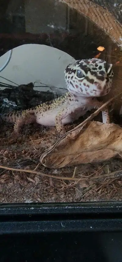 2 year old Hand trained Live feeders Delivery available for a fee