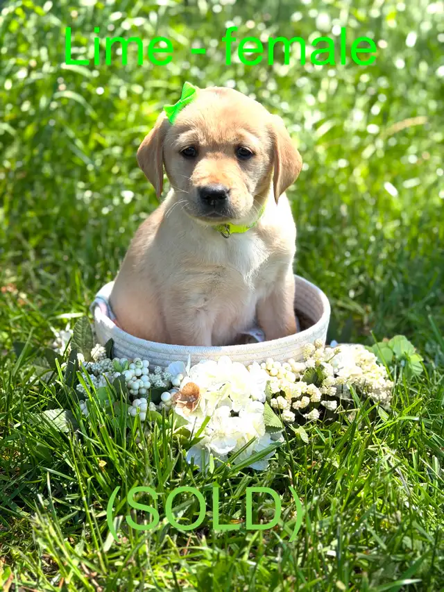 Golden Retriever X Labrador Puppies (SOLD) in Dogs & Puppies for Rehoming in Owen Sound - Image 9