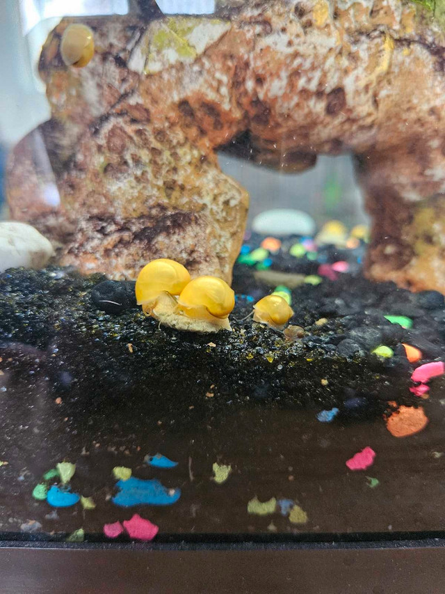 Golden Applesnails aka Mystery snails in Fish for Rehoming in Cambridge