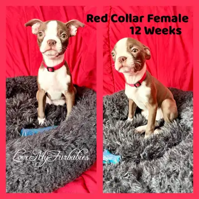 Discounted $1500.00 if sold before FRI 12 Week Boston Terriers, View more
