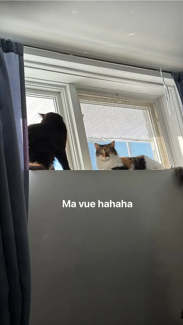 chat inséparable