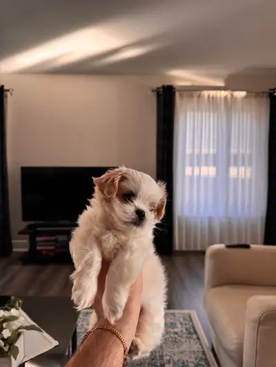 8-Week-Old Shih Tzu–Pekingese Puppy, View more