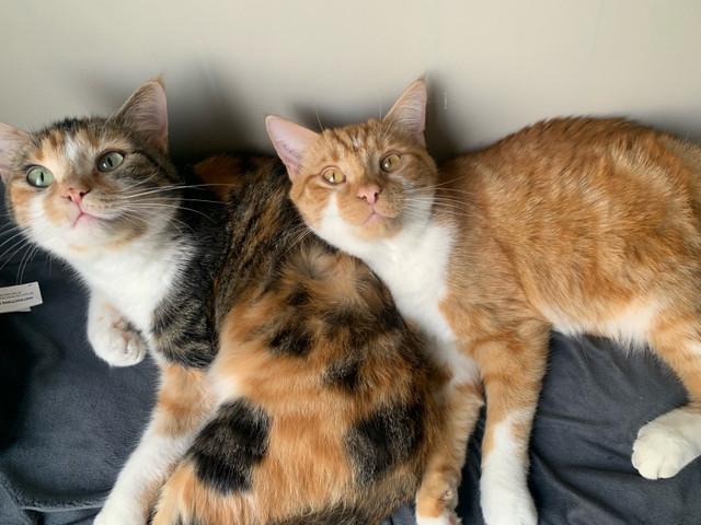 Two beautiful cats one girl one boy for free in Cats & Kittens for Rehoming in Barrie