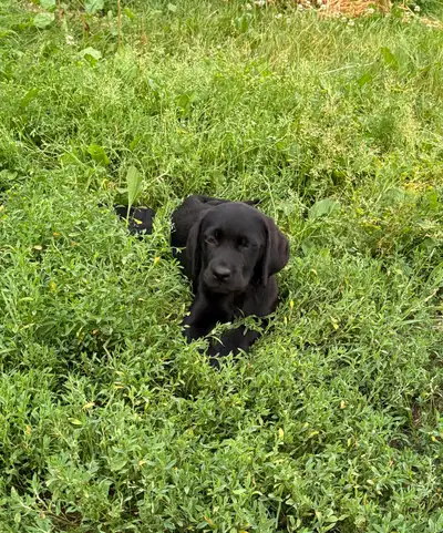 labrador à vendre, View more