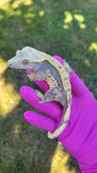 Lavender crested gecko female *No tail*