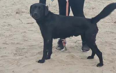 Hi i have a amazing family oriented male lab im looking to rehome into a loving forever home. He is...