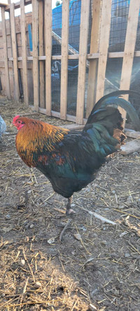 Friendly Rooster PPU