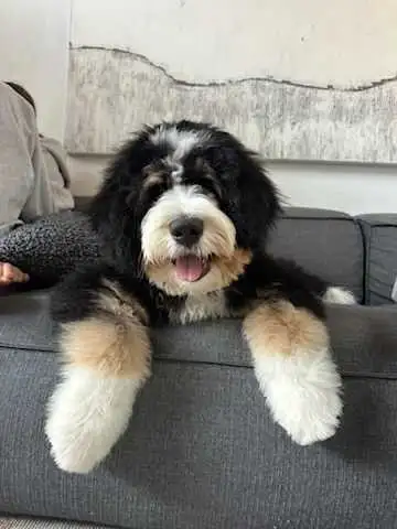 Beautiful Bernedoodles !! Puppy SALE !!, View more
