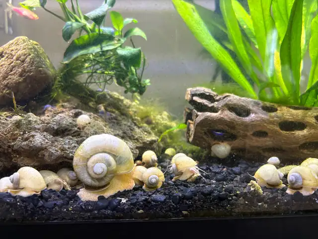 Mystery Snails in Fish for Rehoming in Norfolk County - Image 3