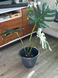 Monstera 