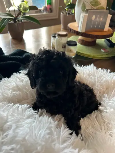 Yorkie poodle mixed puppy