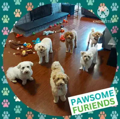 Small Dog sitting/sitter/boarding, pet sitting/sitter boarding , View more