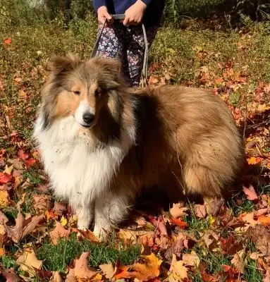 Chiots Shetland d’exception – lignée champion – enregistrés CKC, View more