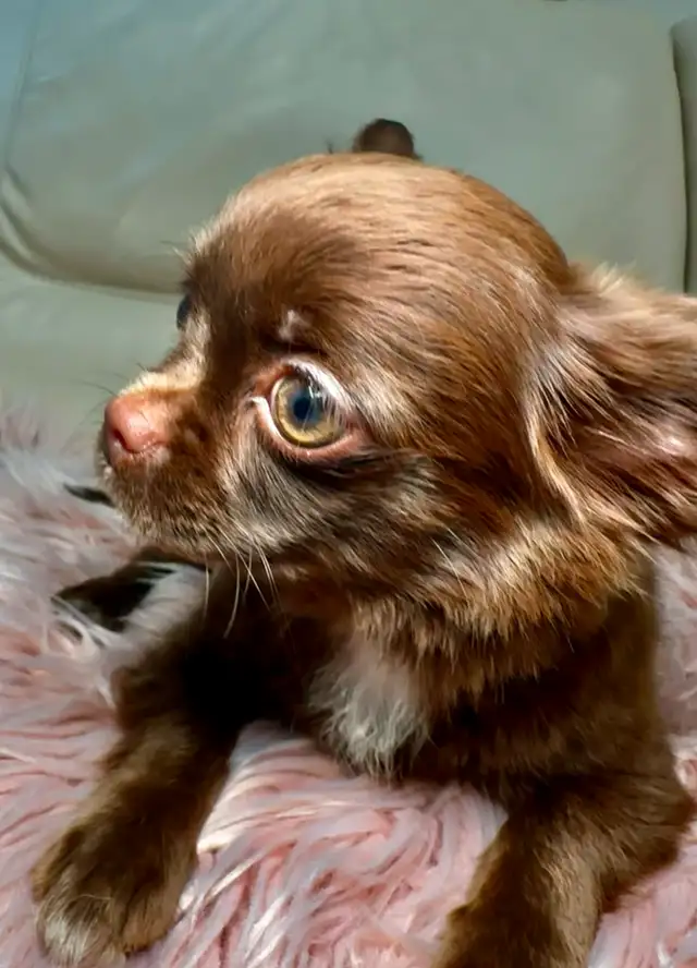 Rare Long-Haired Chocolate Chihuahua Girl – Top Pedigree in Dogs & Puppies for Rehoming in Markham / York Region - Image 3