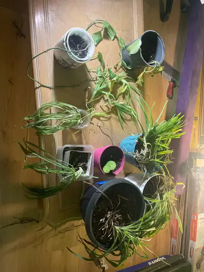  House plants , View more