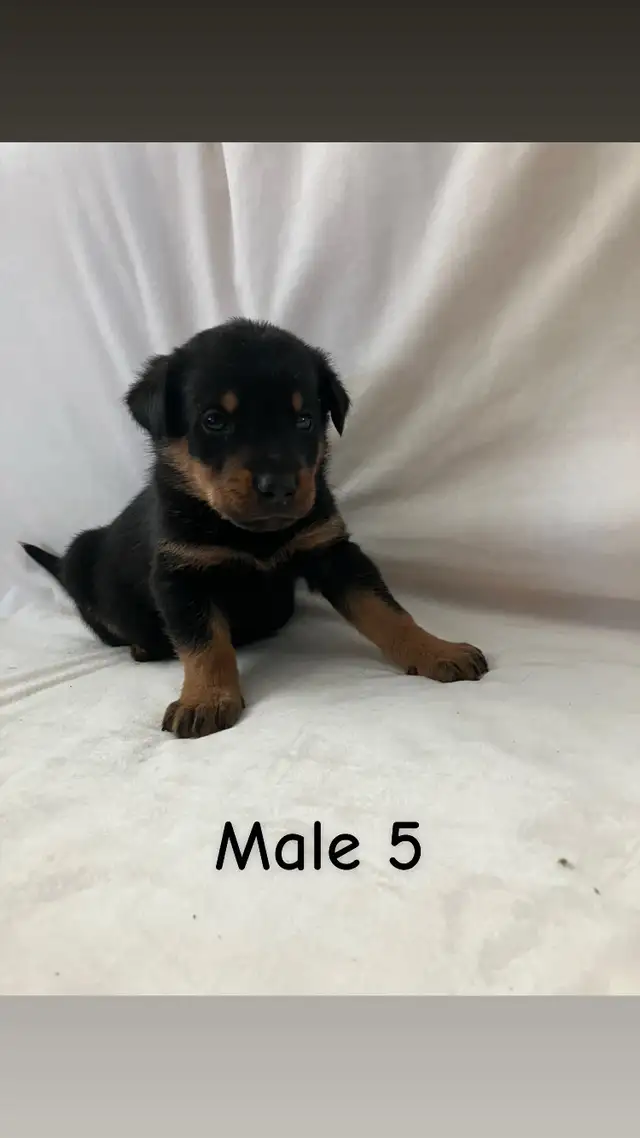 READY TO GO! Rottweiler x Lab puppies in Dogs & Puppies for Rehoming in Hamilton - Image 6