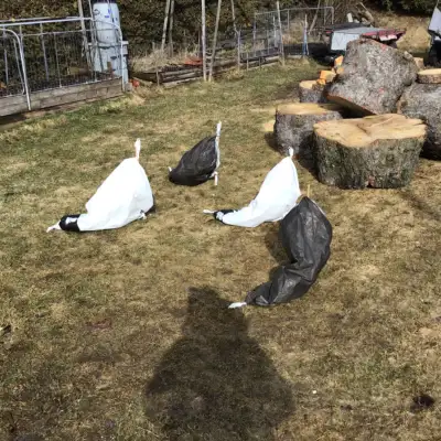 Canada  Goose Rags,neuf, View more