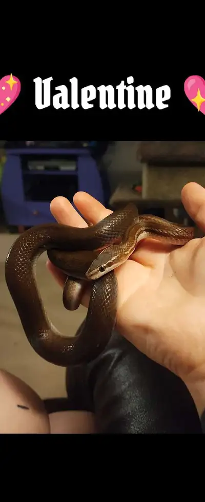 African brown house snake, View more