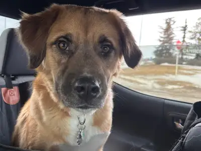 1 Year Old Spayed Mixed  (Shepard), View more