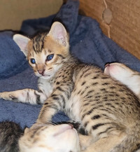 SAVANNAH KITTENS AND CATS F2 TO F6