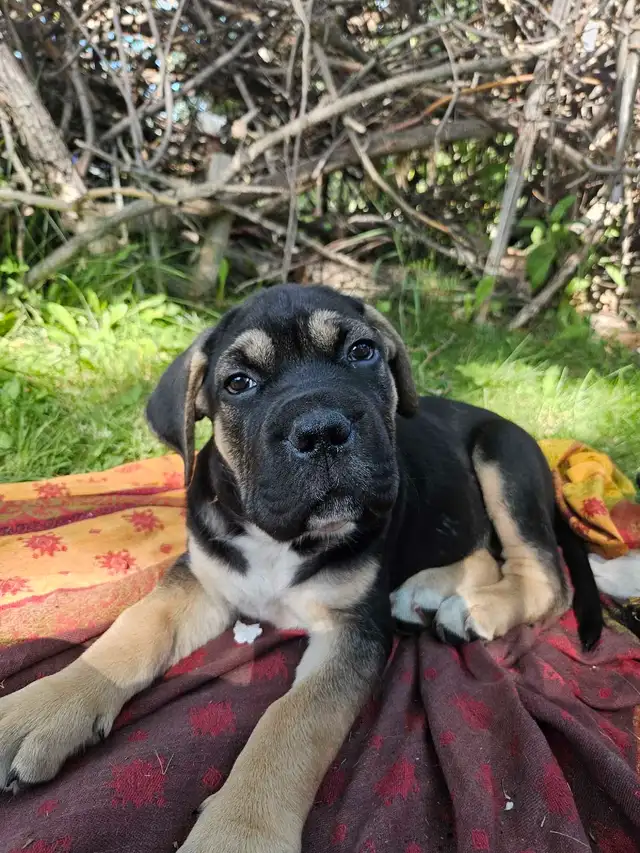 Puppies READY THIS WEEKEND in Dogs & Puppies for Rehoming in Strathcona County - Image 3