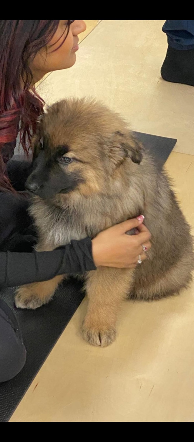Rare Gentle giant Shiloh shepherd Puppies in Dogs & Puppies for Rehoming in Markham / York Region - Image 4