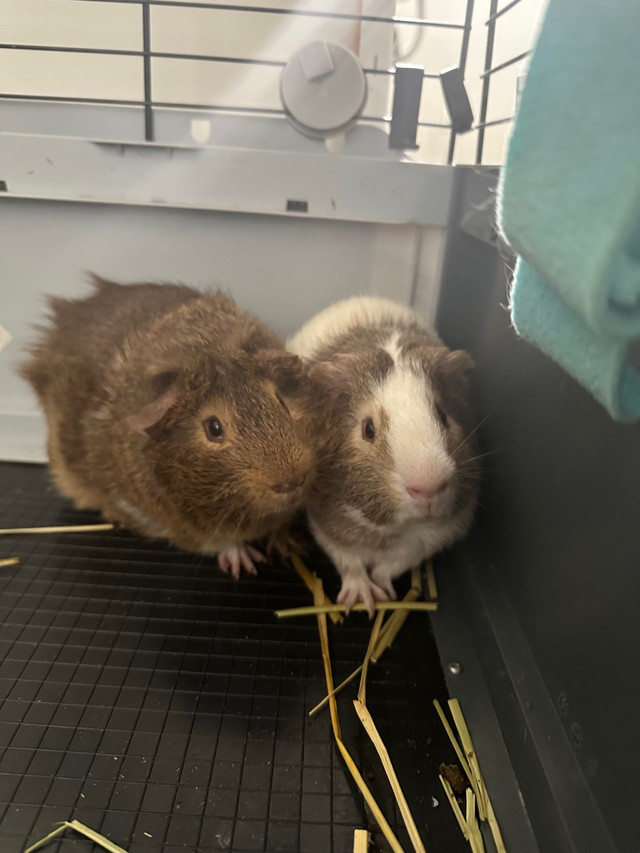 2 Male Brother Guinea Pigs (6 months old) in Other Pets for Rehoming in Mississauga / Peel Region