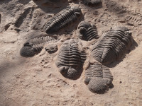 Fossile trilobite reproduction muséale.