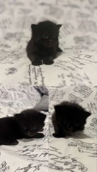 chaton persan x Siberian , View more