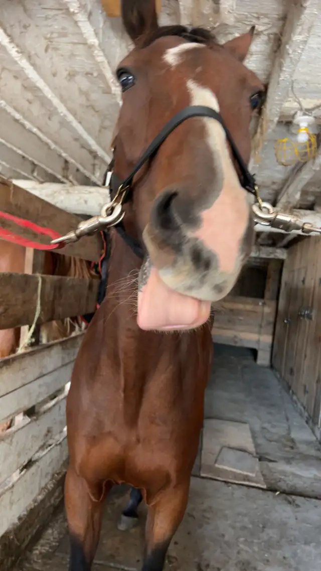 horse for sale in Horses & Ponies for Rehoming in Barrie - Image 7