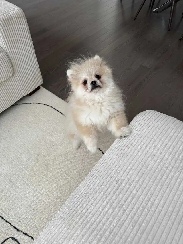 Pomeranian in Dogs & Puppies for Rehoming in City of Toronto - Image 7