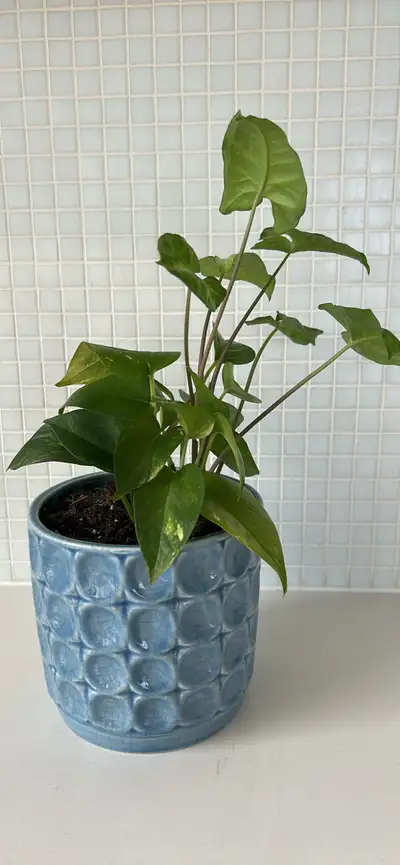 Healthy  Plants in ceramic pot, View more