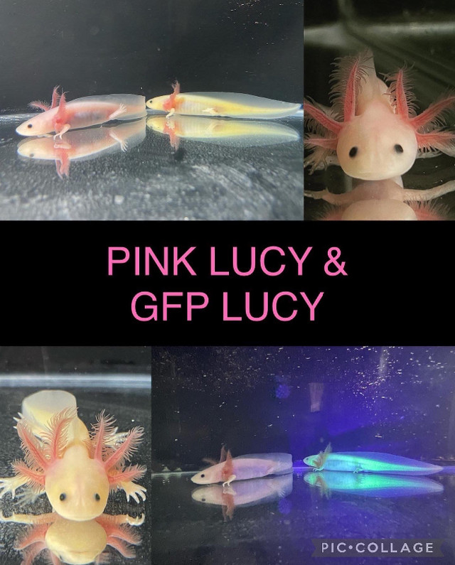 Axolotls - Ethical and Reputable Breeder in Other Pets for Rehoming in Edmonton