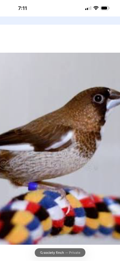 Society Finch male and female pair for sale, View more