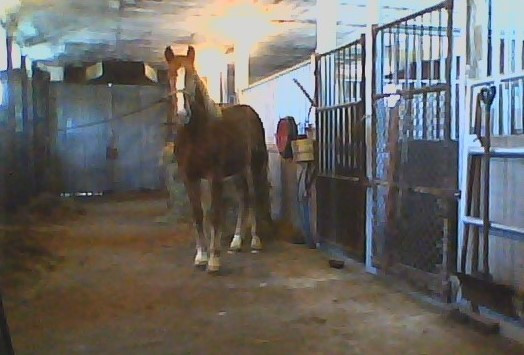 Pouliche belge 10 mois dans Chevaux et poneys à adopter  à Laurentides