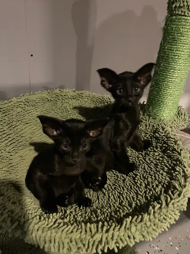 oriental short hair in Cats & Kittens for Rehoming in Lanaudière - Image 7
