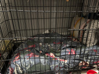 Two door large dog crate 