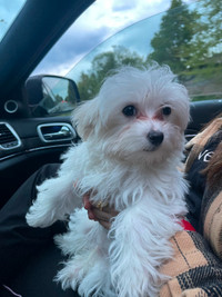 4 month old Male Maltese puppy