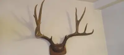 DEER ANTLERS MOUNTED, View more