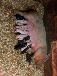 Piglets (Berkshire x Landrace)
