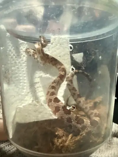 corn snake, View more